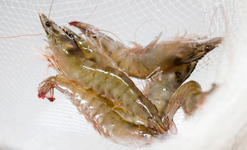 Langostinos recién pescados de Gamba Natural