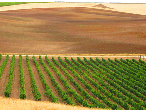 Viñedos de Rueda, en una imagen de Javier Pérez Andrés
