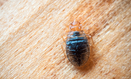 La chinche de cama, una plaga con gran presencia en España