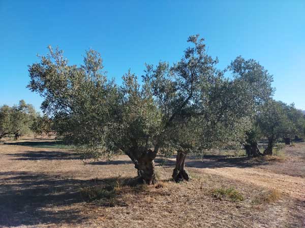 Profesionalhoreca, Olivos centenarios en Finca La Torre