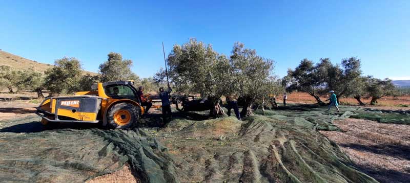 Profesionalhoerca, Recogida con mimo de la aceituna en verde en Finca la Torre