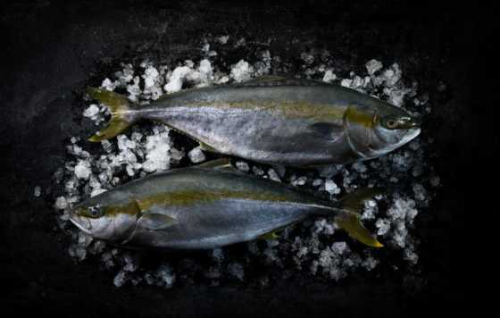 ProfesionalHoreca- Arrom adquiere el pescado Hiramasa de Nordic Kingfish