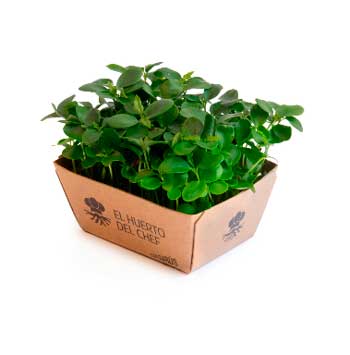 Profesionalhoreca, Premios InnoForum 2025, brotes de El Huerto del Chef