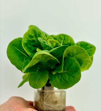 Profesionalhoreca, Premios InnoForum 2025, lechuga baby de Green in Blue