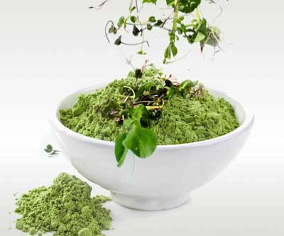 Profesional horeca, Germinado de Brócoli 4.0, de Germinats Tugas