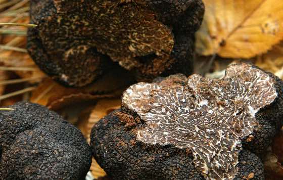 Profesionalhoreca, Ministerio de Agricultura, Pesca y Alimentación, Dirección General de la Industria Alimentaria, la Trufa, trufado