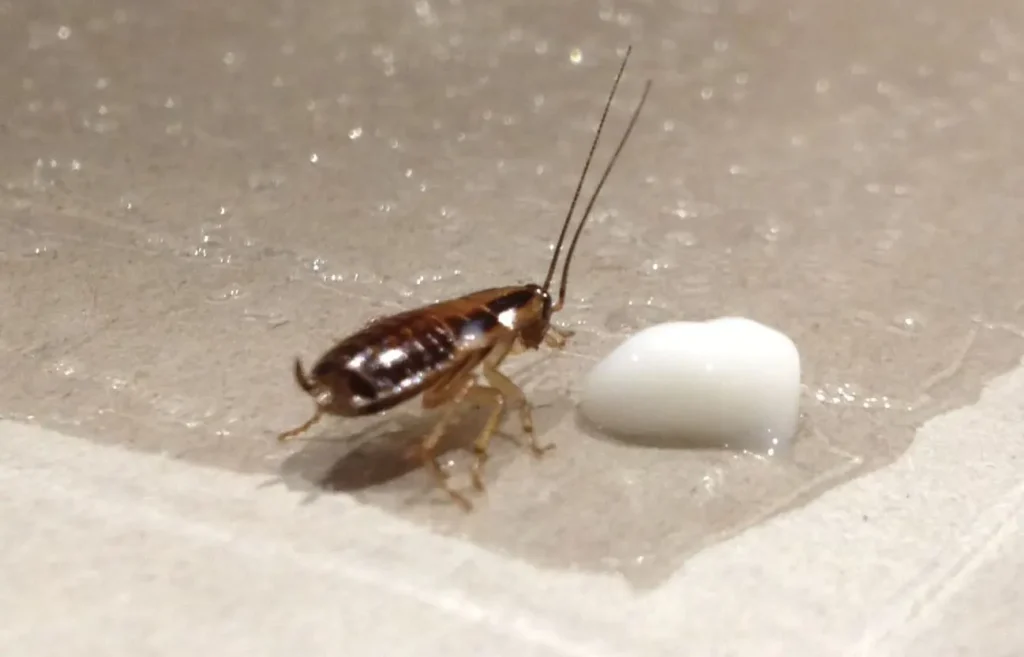 cucaracha del cafe
