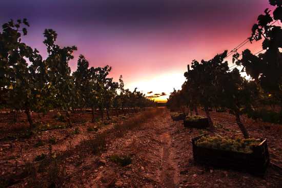 Profesional Horeca vendimia norturna en Bodegas Príncipe de Viana