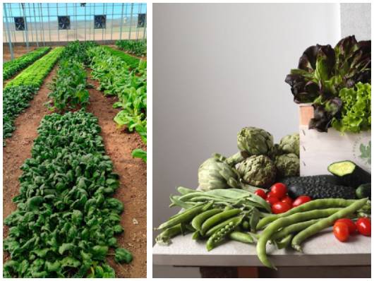 Profesional Horeca, productos de la huerta de Finca Hualdo